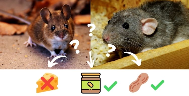 Lutte contre les rats. Les bons gestes 025332ae5e3a9ed74d3f6becfad833c5 - Lutte contre les rats. Les bons gestes