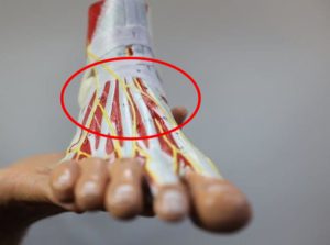 Pain Across the Top of the Foot 7 Radiating nerve pain on top of the foot