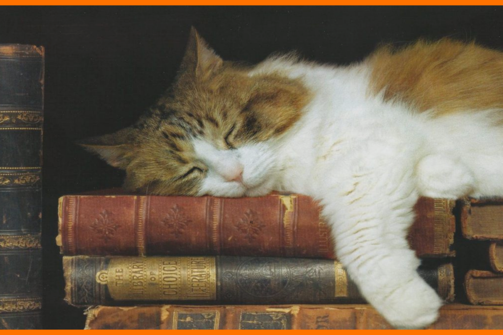 chats chat livres revue des deux mondes littérature écrivains