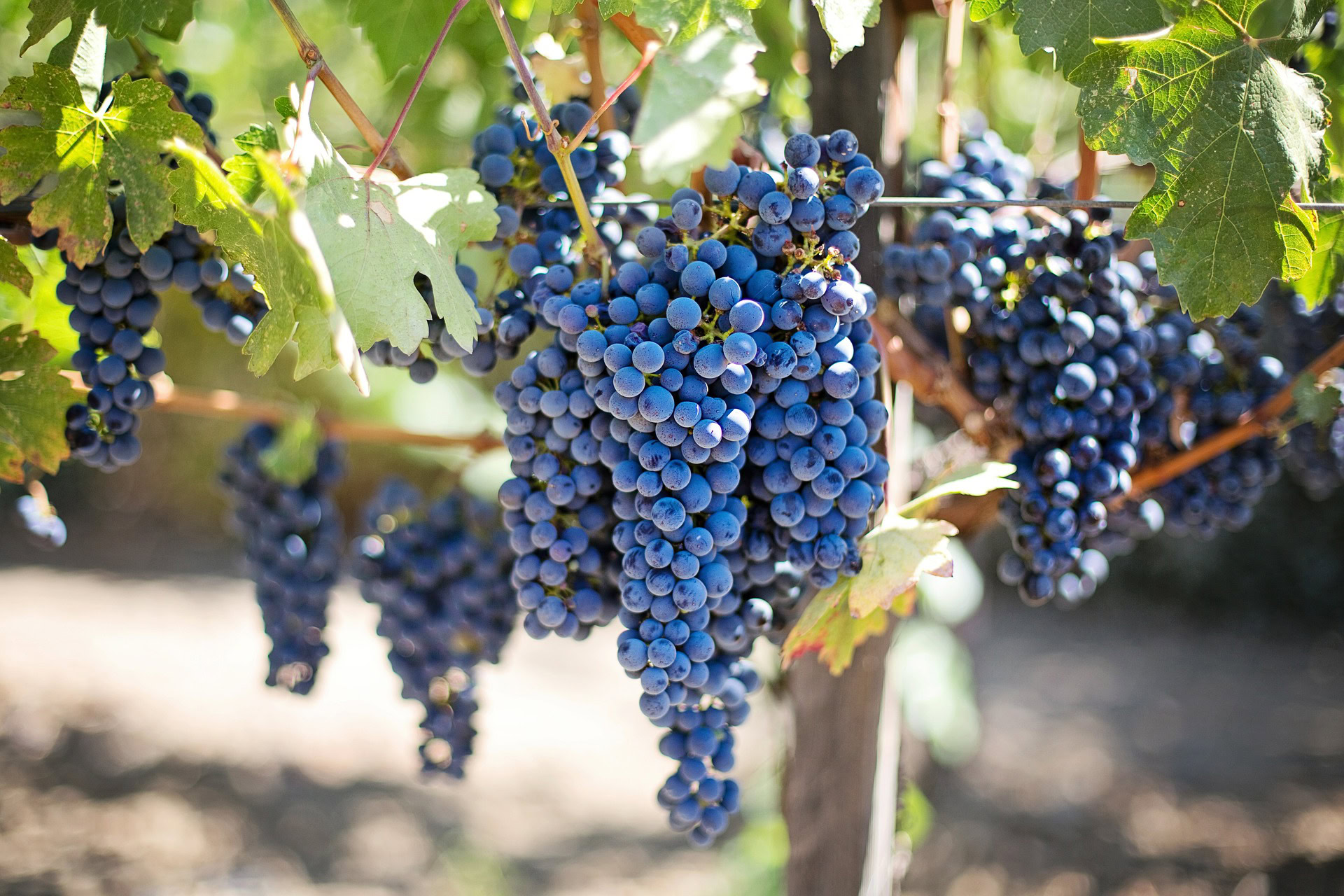 Napa Valley Rates Increase