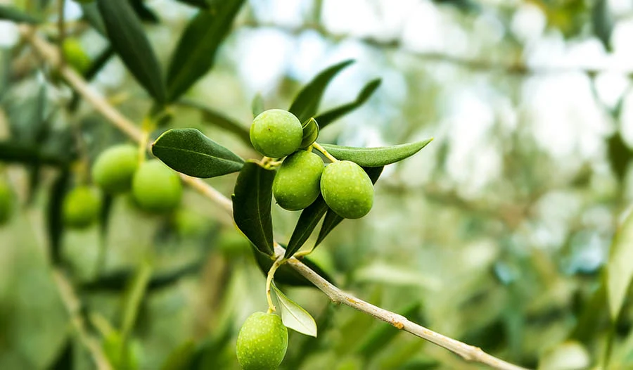 Benefits of olive leaf