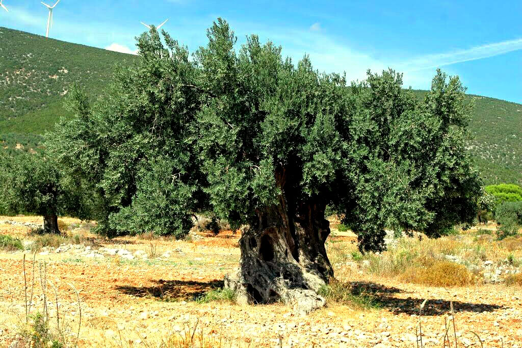 Greek Organic Olive Oil Farm Greek Organic Olive Oil Farm