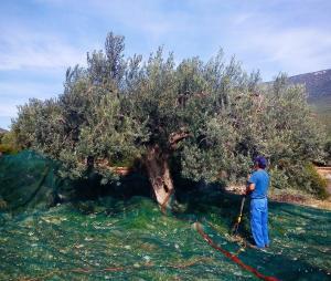 Voglis estate olive harvest