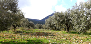 Voglis olive farm