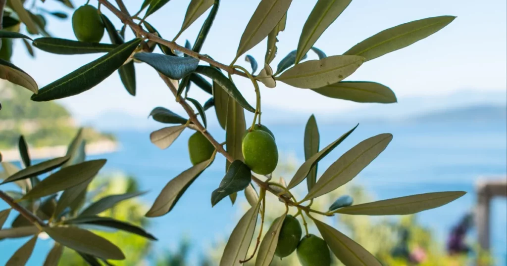 Olive leaves