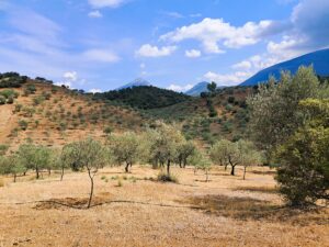 Vogli estate Organic Olive farm