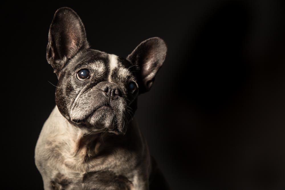 servizio fotografico di ritratto cane