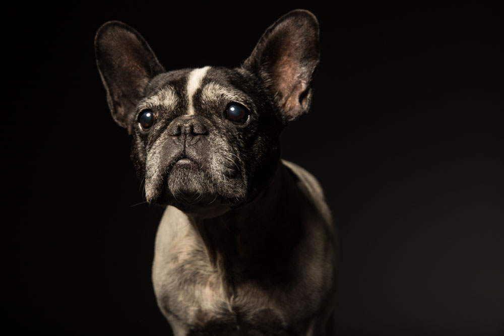 fotografia di ritratto a cane su sfondo nero