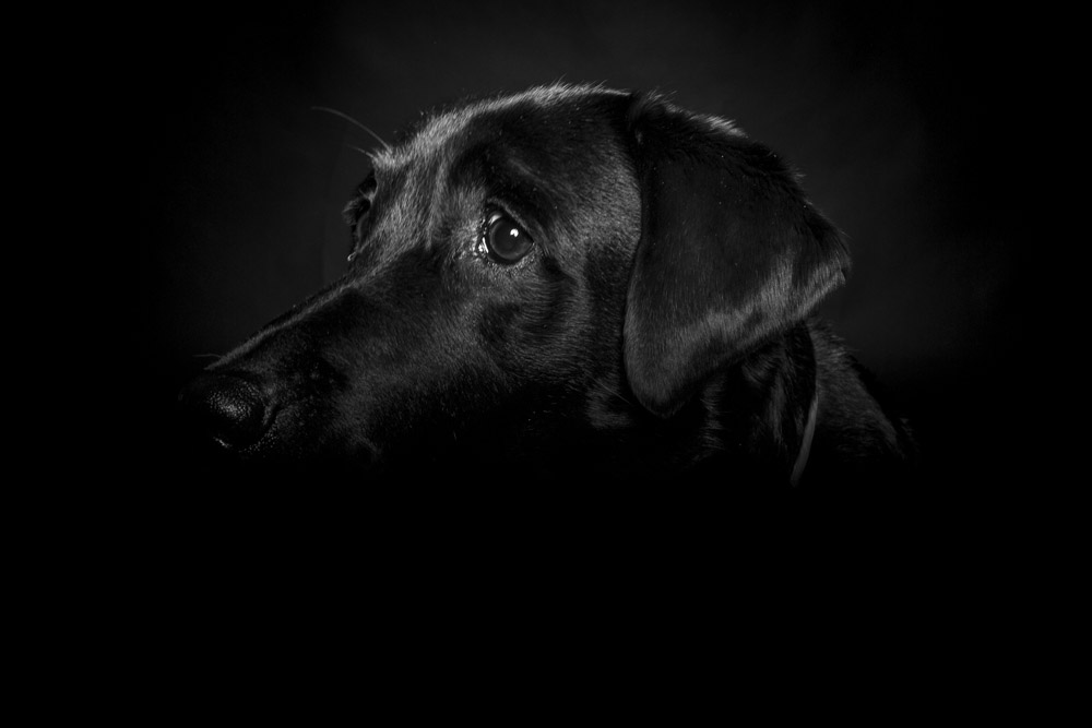 ritratto fotografico cane