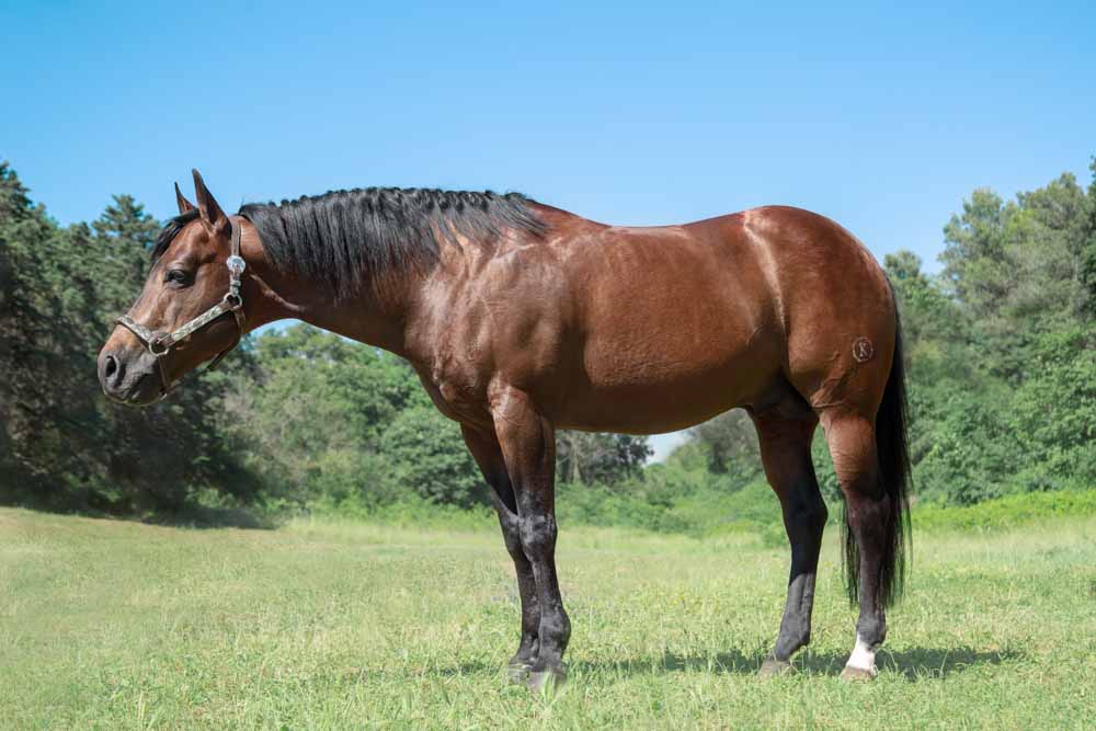 servizio fotografico cavallo stallone