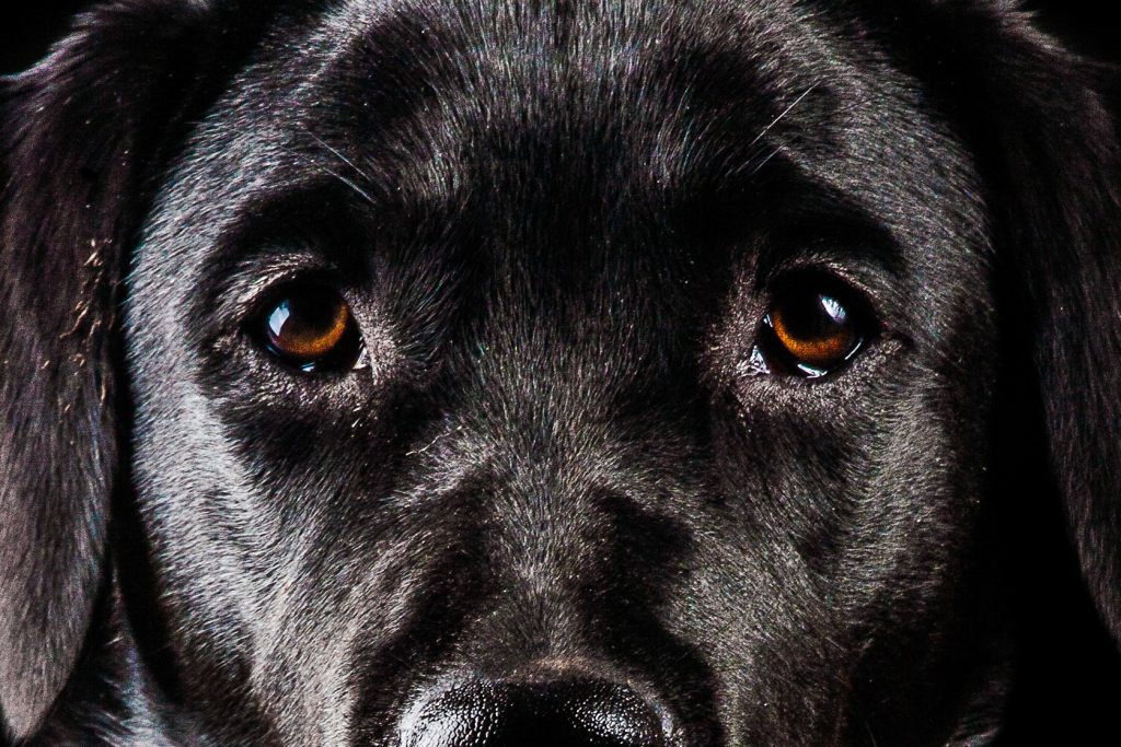 ritratto cane su sfondo nero