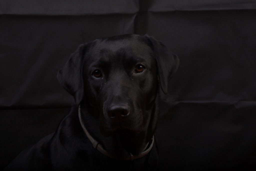 fotografare cani neri