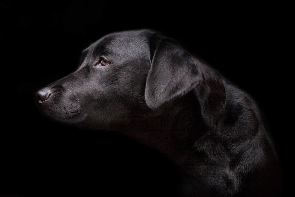 servizi fotografici per cani roma