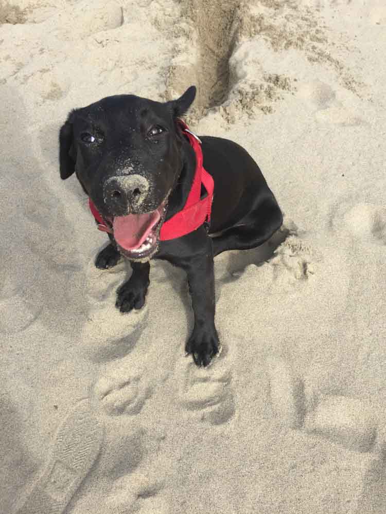 servizio fotografico cane sulla spiaggia