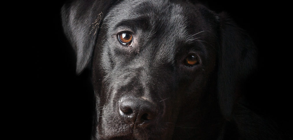 sindrome del cane nero