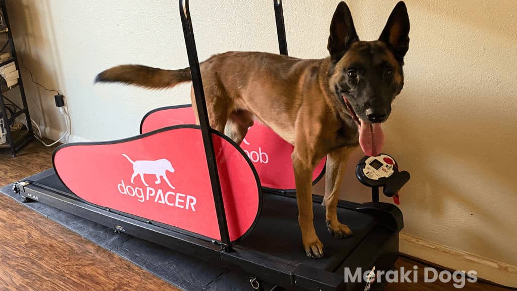 7 Best Dog Treadmills Of 2024 Top Picks To Exercise Your Dog