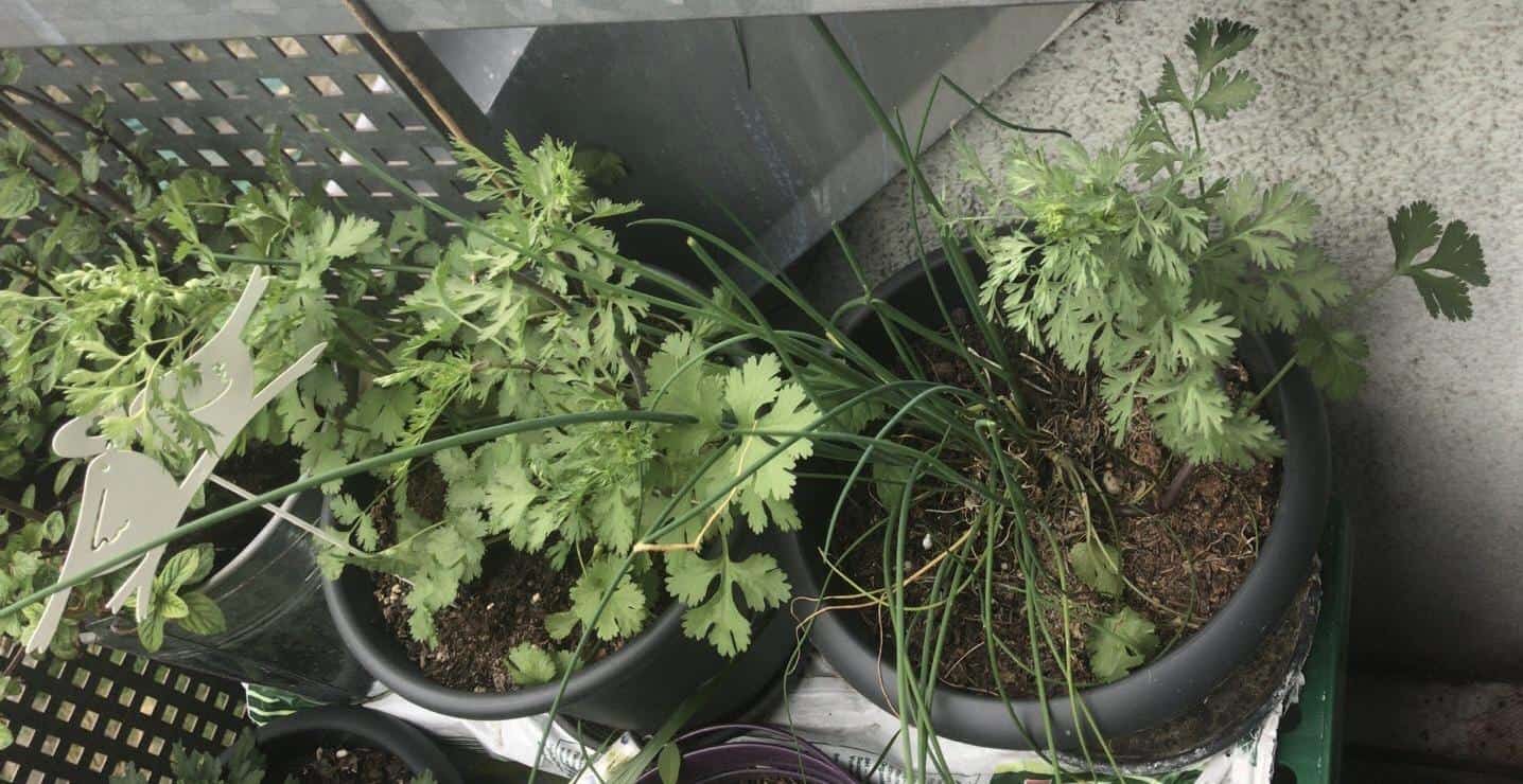 How growing Coriander at home will be successful