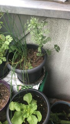 How growing Coriander at home will be successful