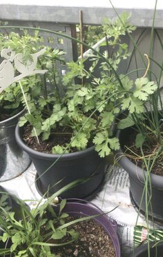 How growing Coriander at home will be successful