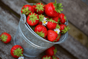Fraises