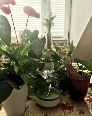 Fall Indoor Gardening: Part1