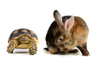 Tortoise and hare how Americans speak