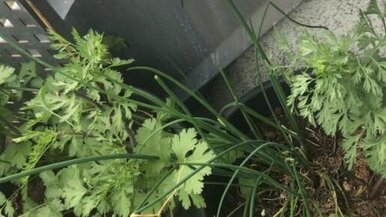 How growing Coriander at home will be successful