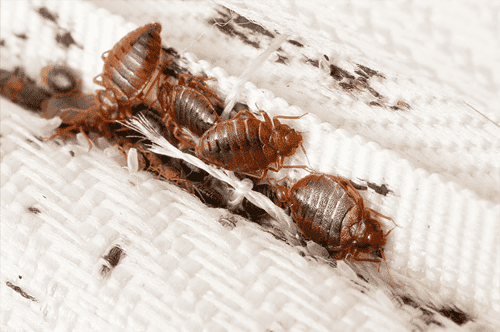 bed bugs in bed