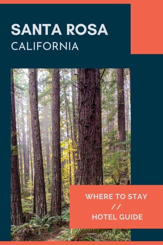 Redwood trees in Sonoma County near Santa Rosa.