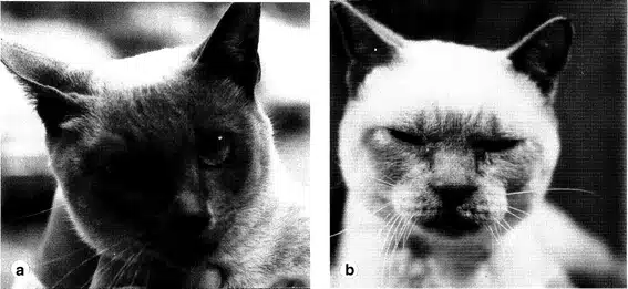 موکوپلی ساکاریدوز در گربه ها