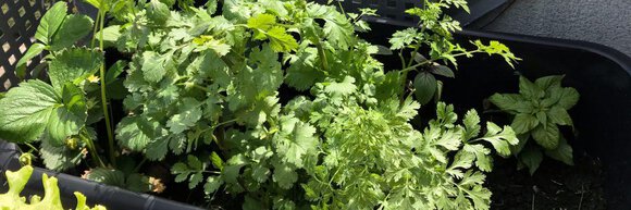 Growing coriander at home