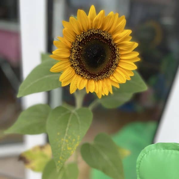 Sunflowers of my Garden