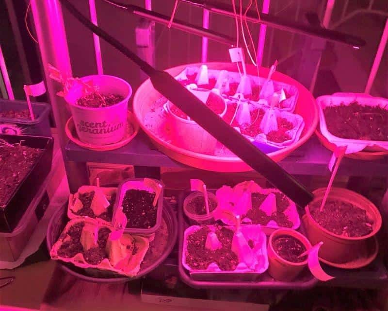 Hello Gardening 2021
