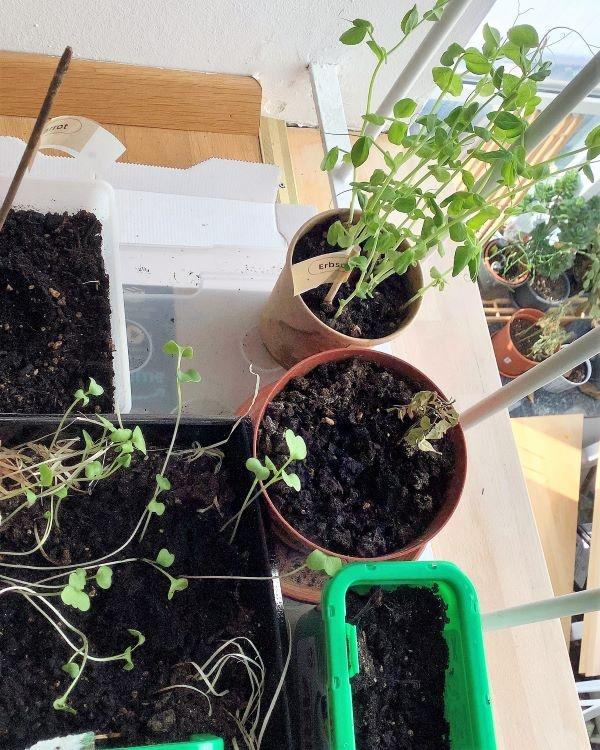 Hello Gardening 2021