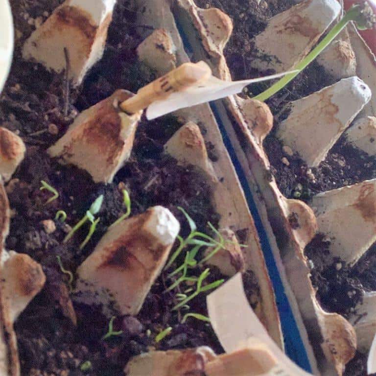 Hello Gardening 2021
