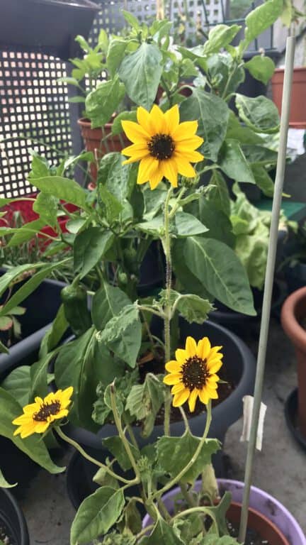 Sunflower