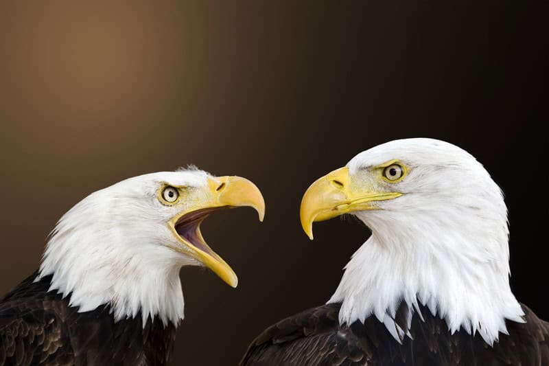 Introduction to American culture for foreigners