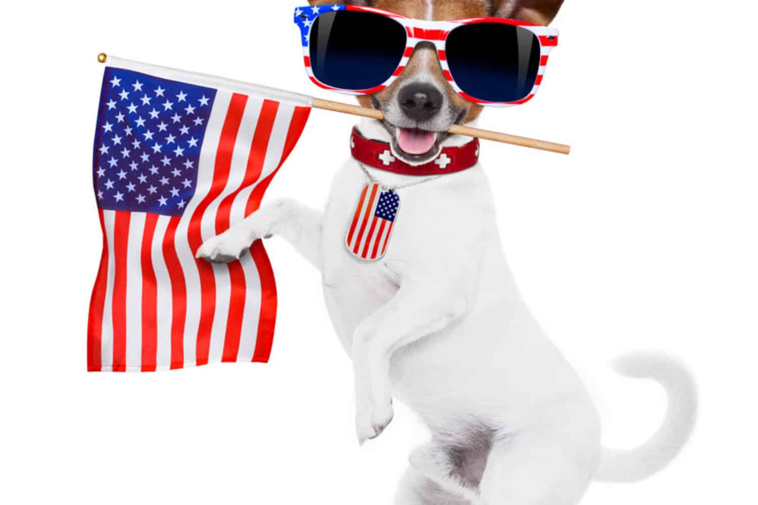 Dog Holding American flag culture for non-native foreigner