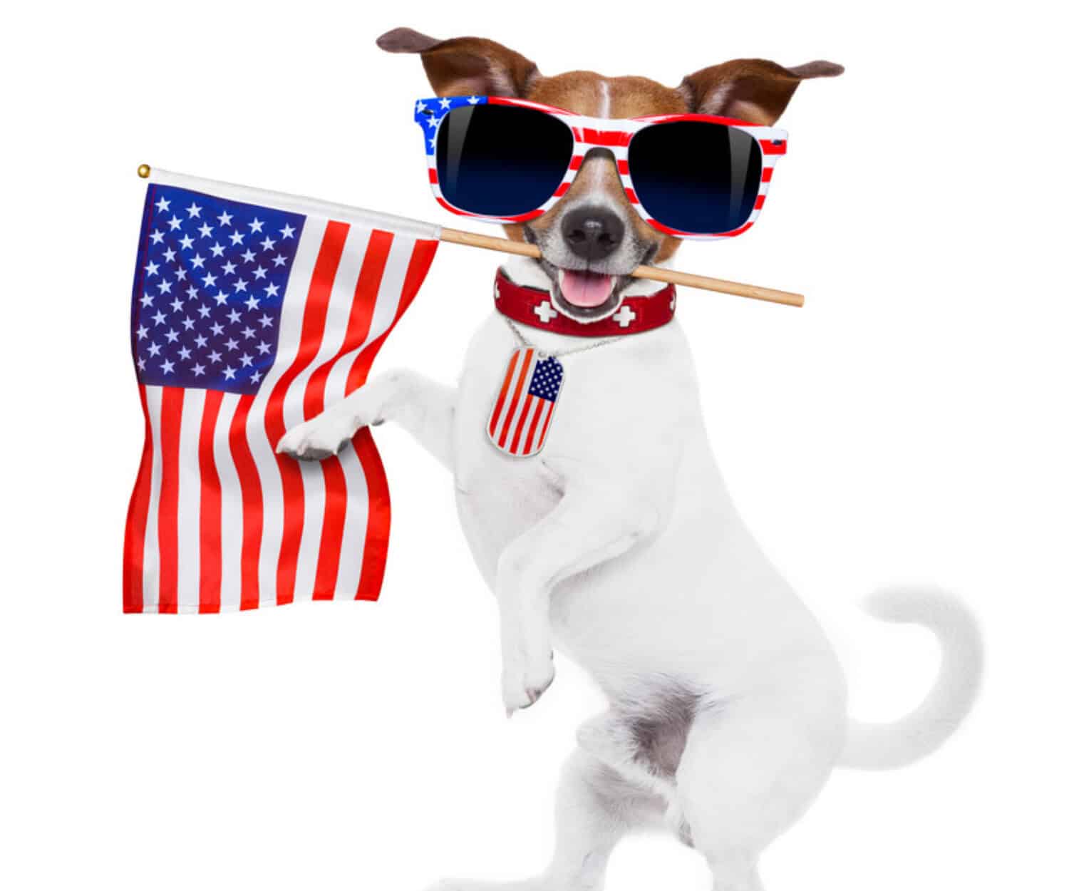 Dog Holding American flag culture for non-native foreigner