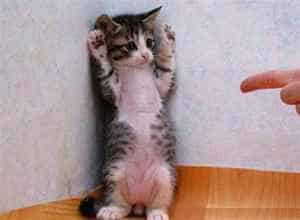 Funny cat showing English pronunciation practice 