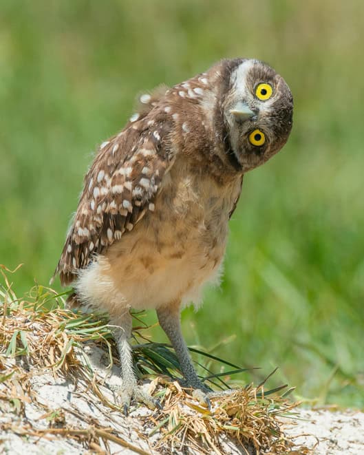 American English training pronunciation of owl