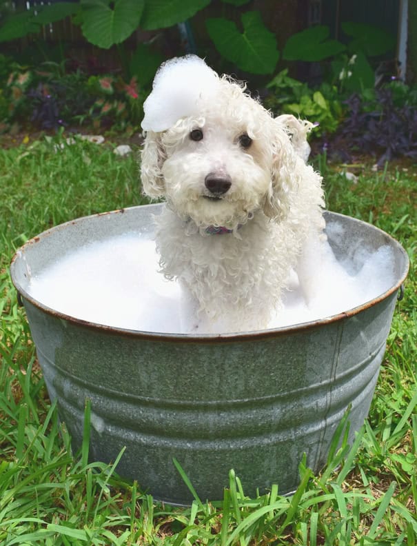 Scary Pairs in English Pronunciation of Poodle
