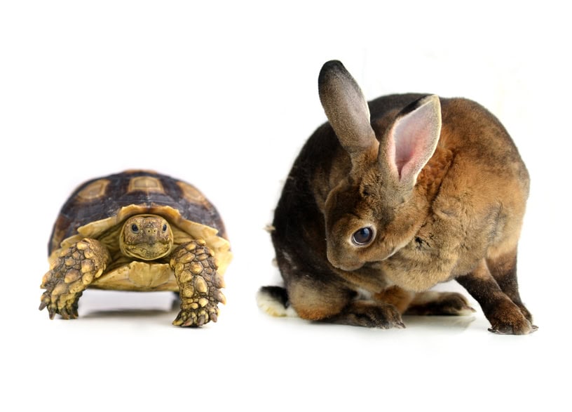 Tortoise and hare how Americans speak