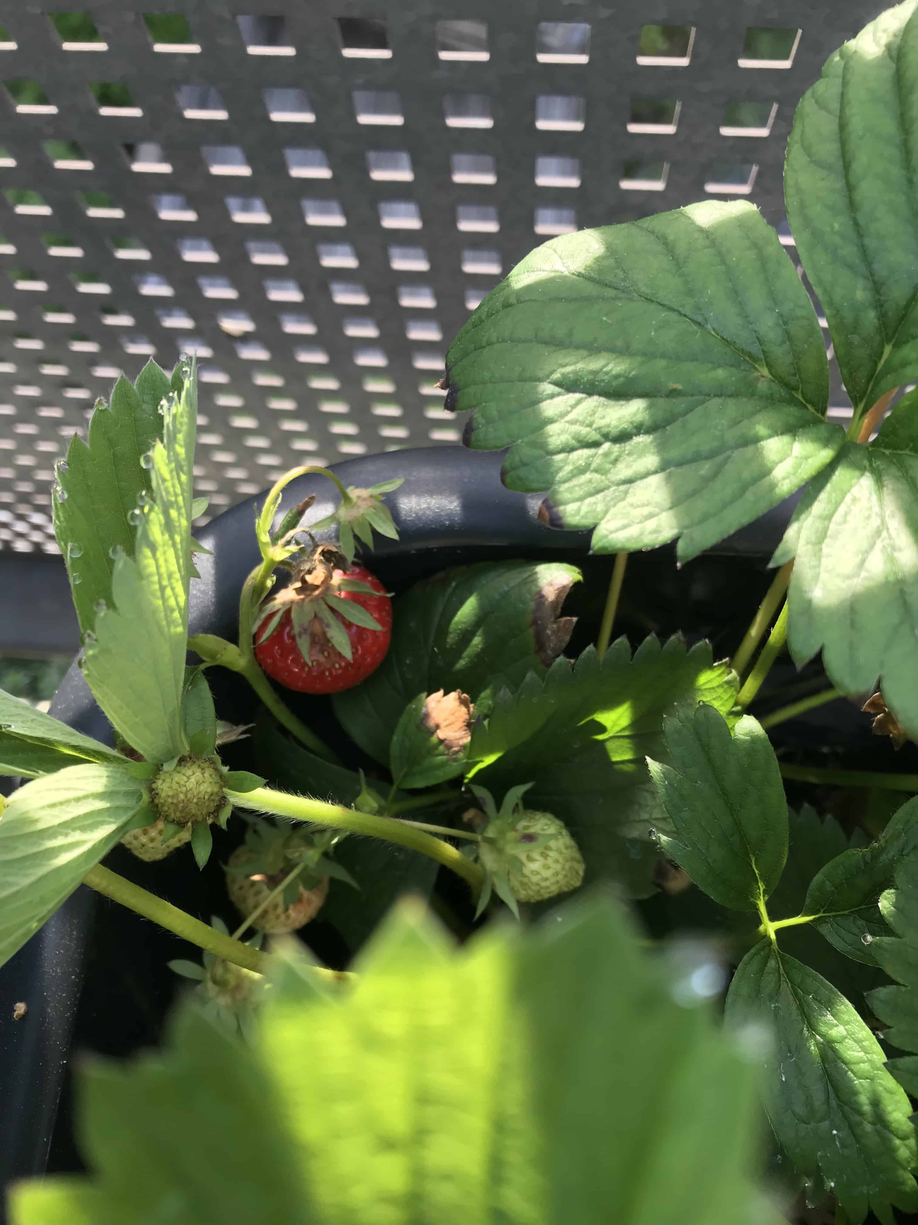 The strawberry story