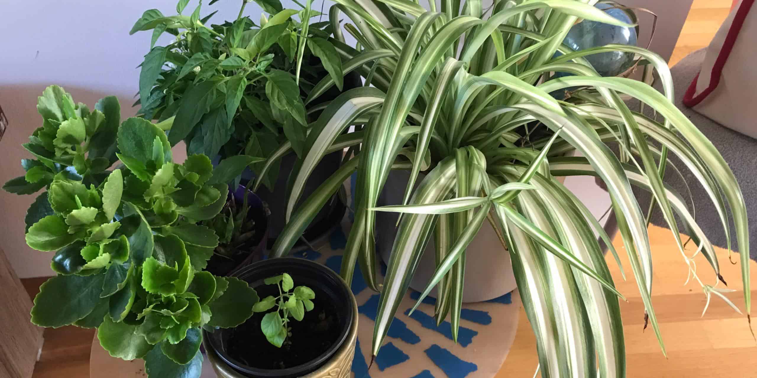 Beginners guide to gardening: Basic care I