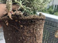 A Super Cyclone.. and Roots