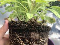 A Super Cyclone.. and Roots