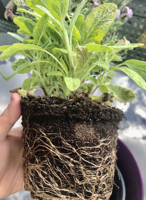 A Super Cyclone.. and Roots 7 A Super Cyclone.. and Roots