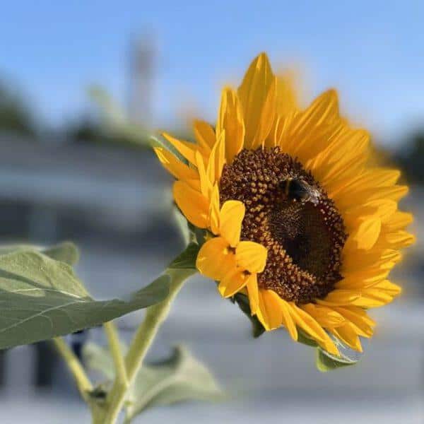 3 Secrets for Bountiful Vegetable Garden