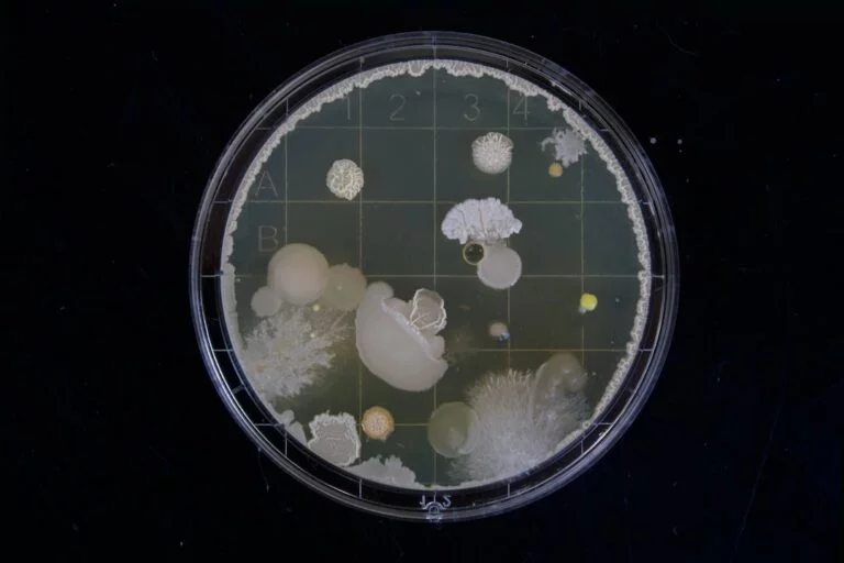 A plate filled with a diverse array of different things, perfect for exploring scientific concepts and planning for a career in STEM.